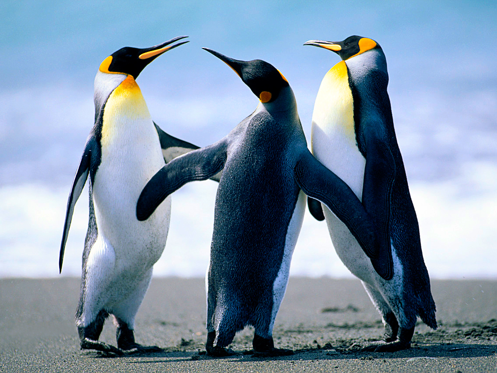 pingvini ru